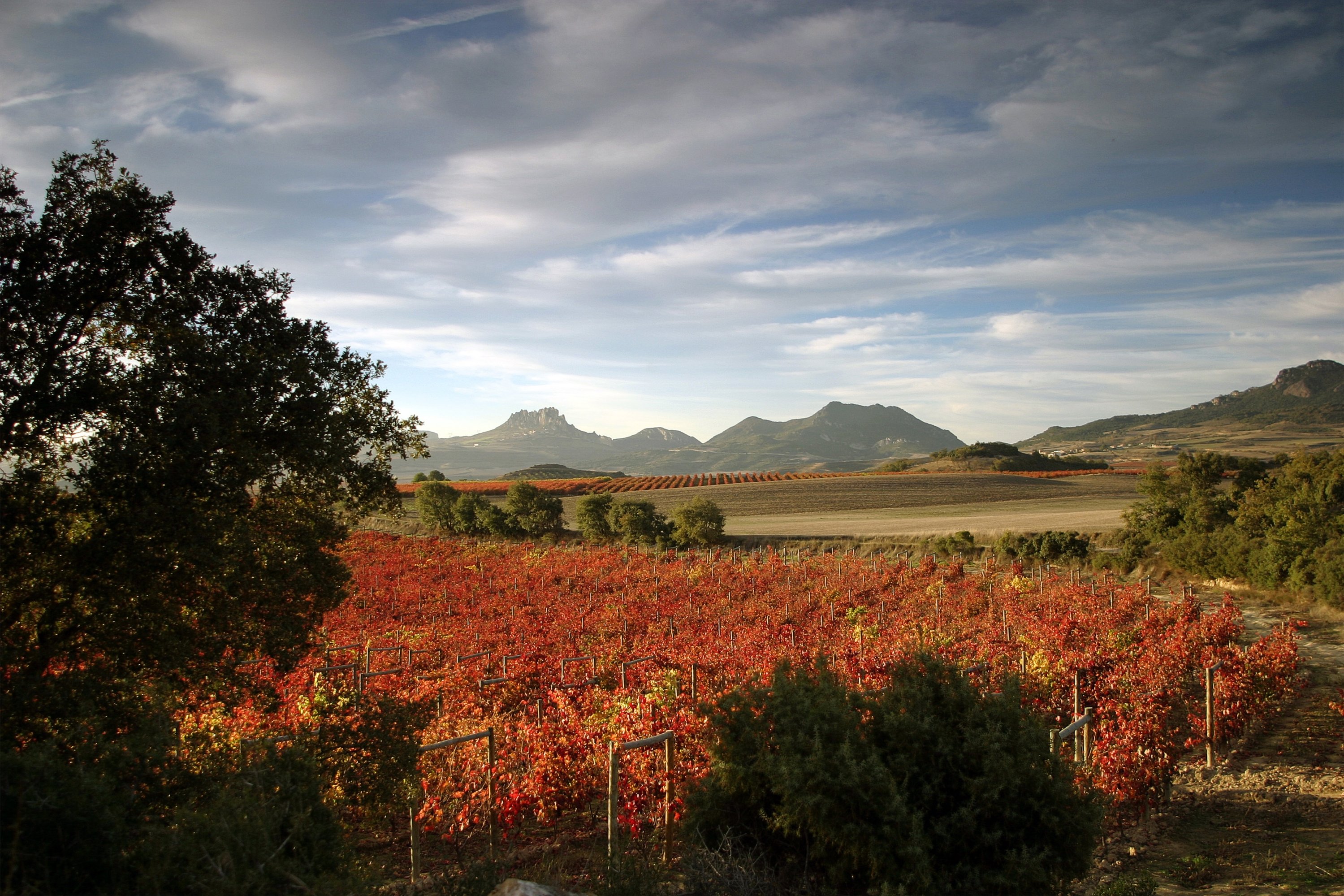 Spanischer Wein online kaufen